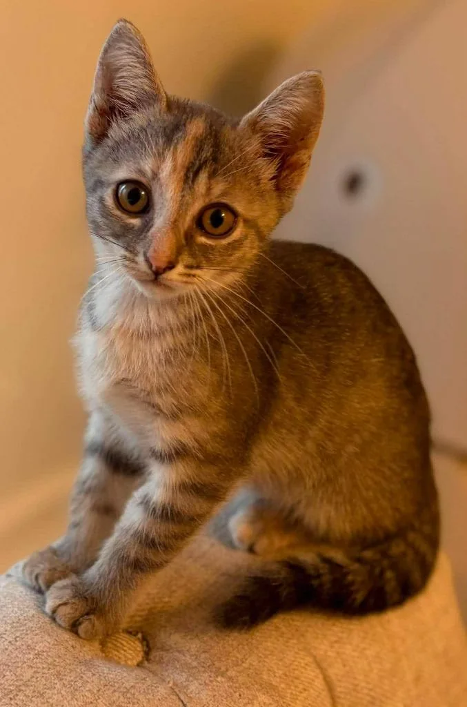 A baby large-sized female Domestic Short Hair cat named Maja for adoption in Augusta, GA