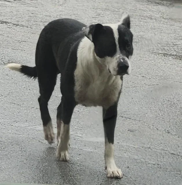 An adult large-sized male American Staffordshire Terrier dog named Bandit for adoption in San Antonio, TX