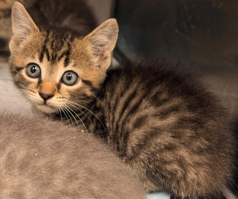 A baby medium-sized male Domestic Short Hair cat named Cedar for adoption in North Vernon, IN