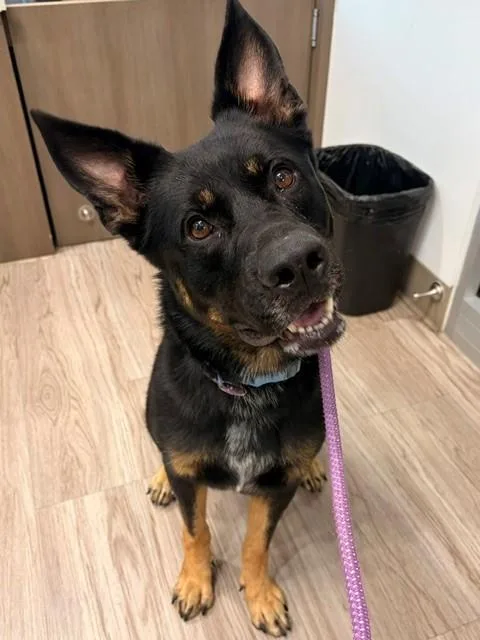 An adult large-sized male German Shepherd Dog dog named Kujo for adoption in Baytown, TX