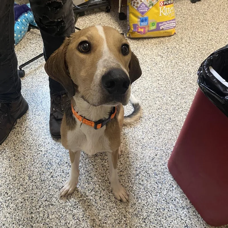 An adult medium-sized male Yellow / Tan / Blond / Fawn Mixed Breed dog named Farley for adoption in Red House, WV