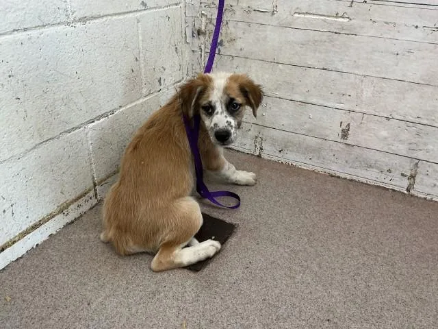 A baby small-sized female German Shepherd Dog dog named Mika for adoption in San Bernardino, CA