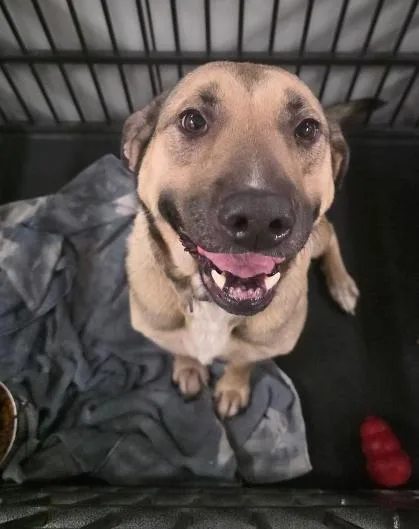 An adult medium-sized female Shepherd dog named Breanna for adoption in Clinton, MO