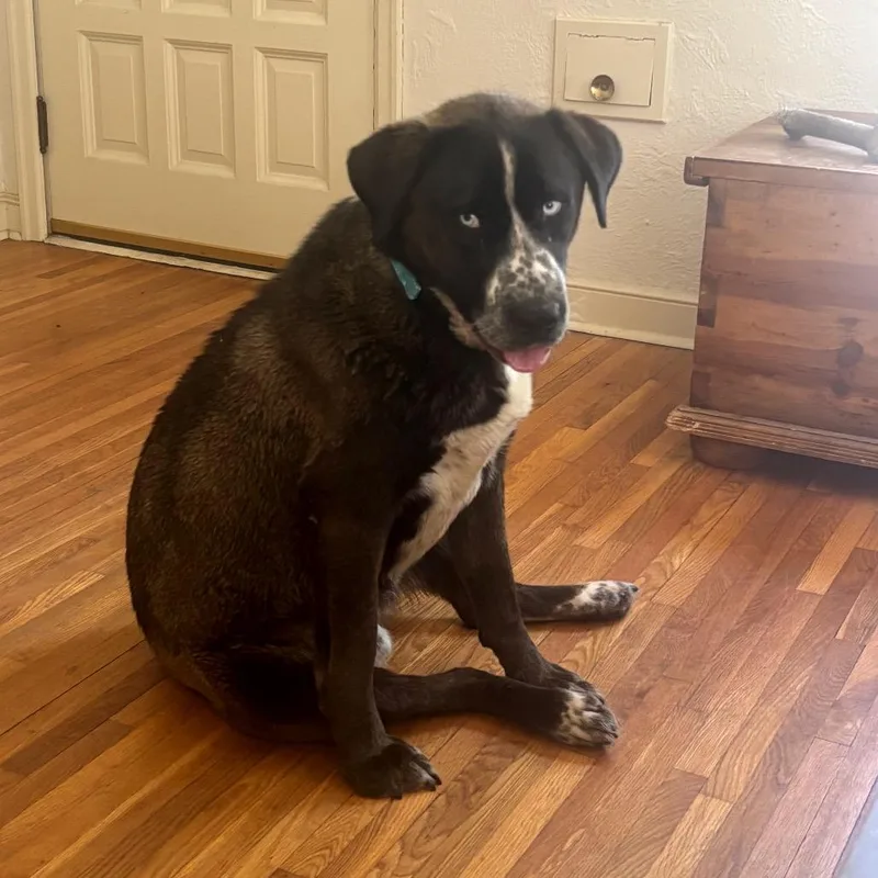 A young large-sized male Black Mixed Breed dog named Rufus for adoption in Buffalo, MN