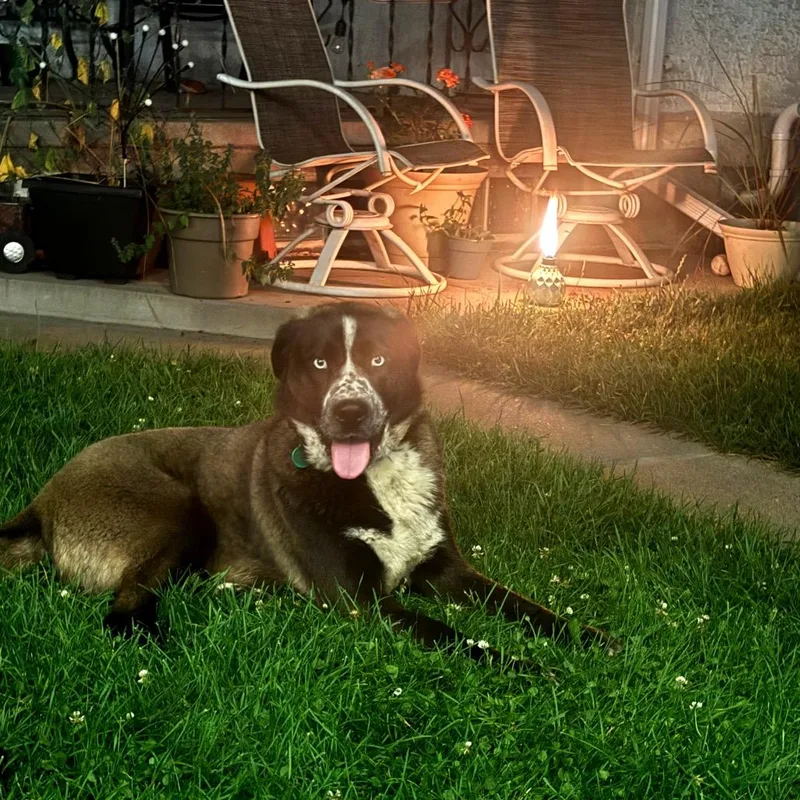 Rufus thumbnail 5