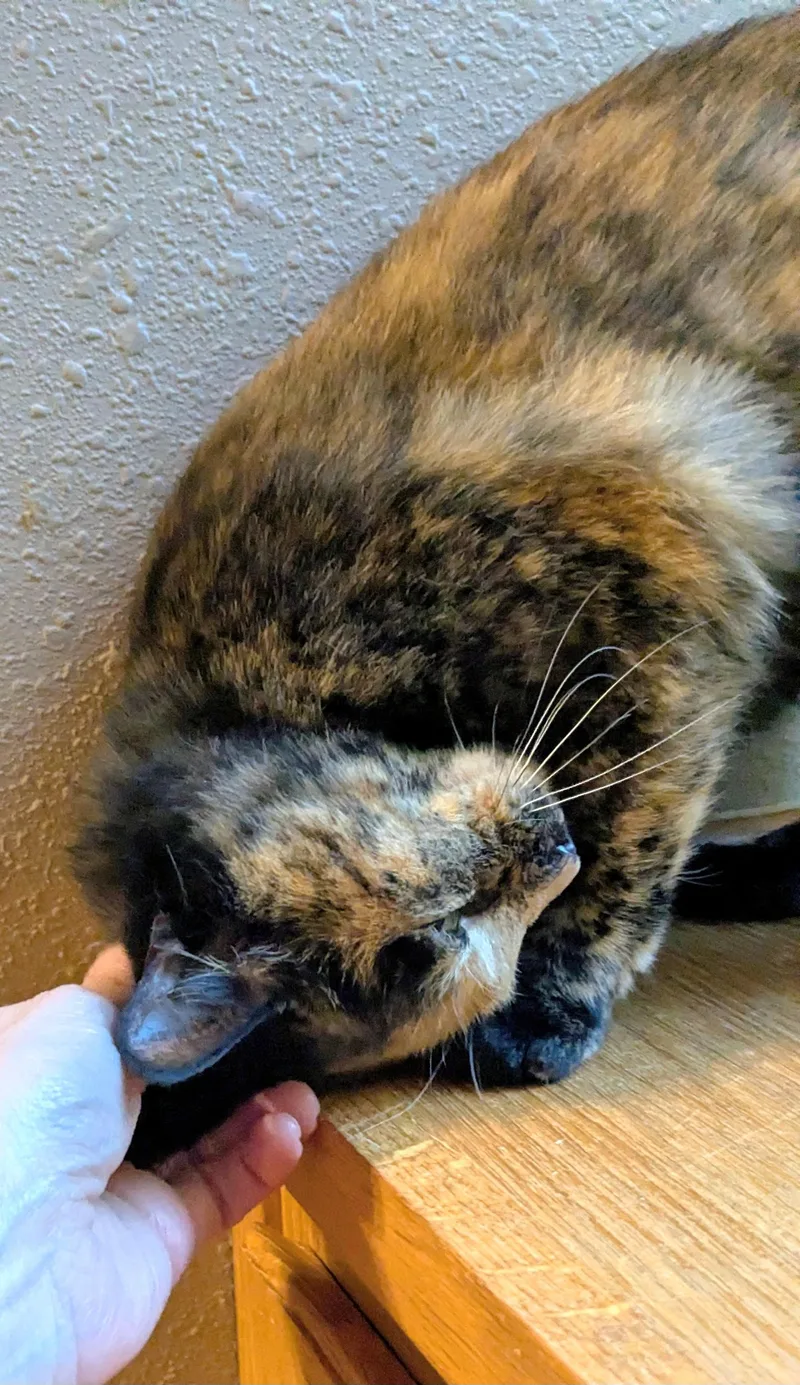 An adult medium-sized female Tortoiseshell cat named Tiger Lily for adoption in Springfield, OR