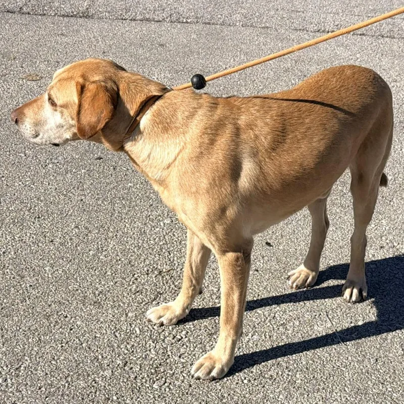 An adult large-sized male Yellow Labrador Retriever dog named Ol' Yeller for adoption in Warrensburg, MO