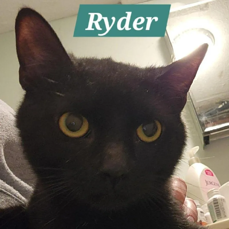 A young medium-sized male Black Domestic Short Hair cat named Ryder for adoption in Aldie, VA