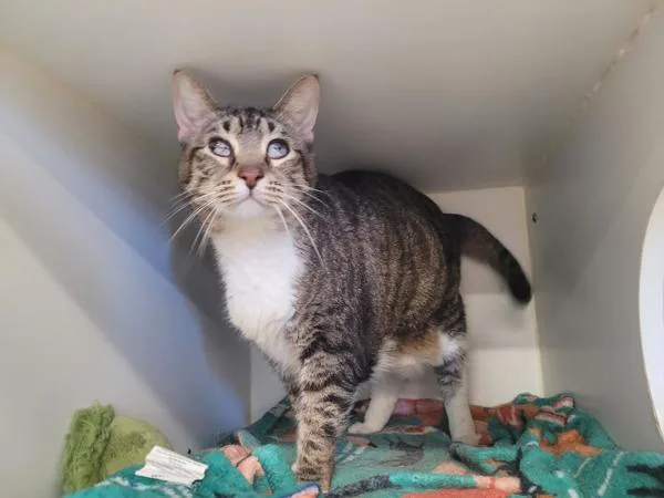 An adult medium-sized female Domestic Short Hair cat named Jr  Mapleshade for adoption in El Cajon, CA
