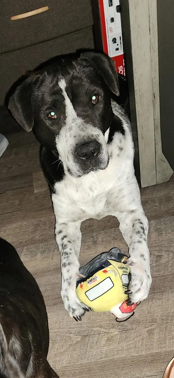 An adult large-sized male Mixed Breed dog named Jax for adoption in Staten Island, NY