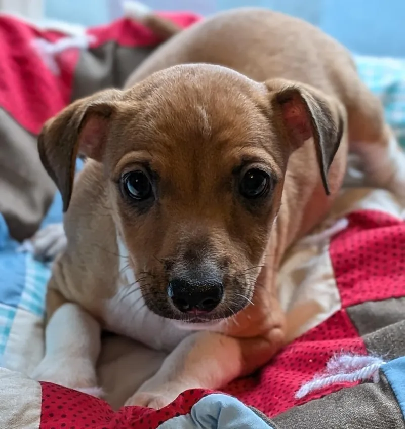 A baby small-sized male Miniature Pinscher dog named Red for adoption in St. Augustine, FL