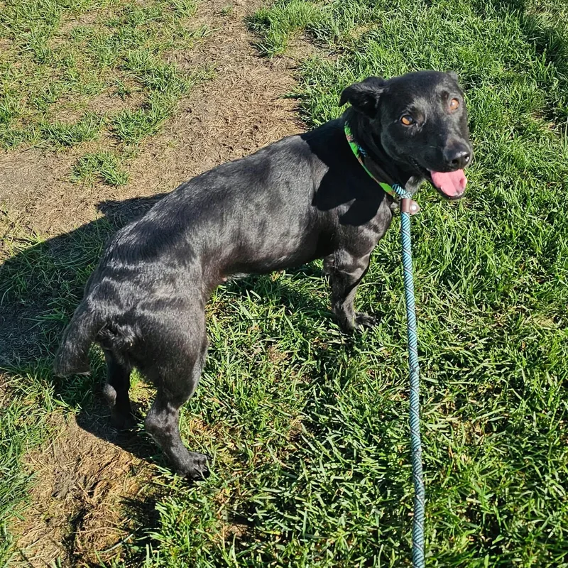 A young medium-sized female Dachshund dog named Shirley for adoption in Minooka, IL