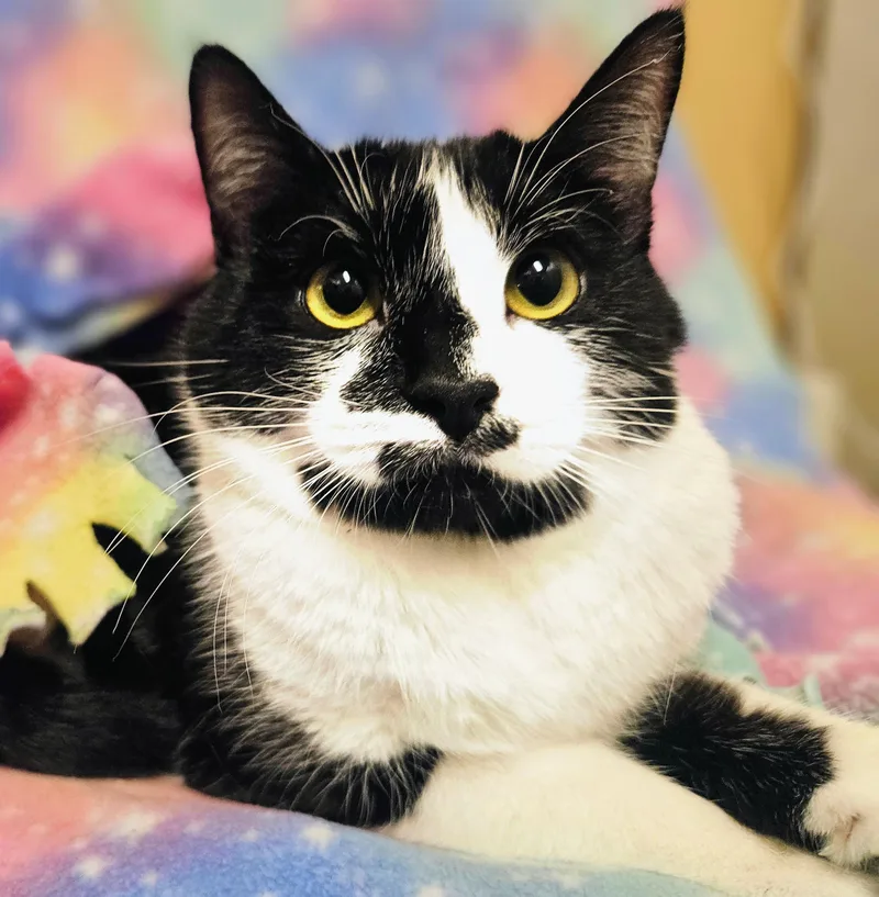A young medium-sized female Black & White / Tuxedo Domestic Short Hair cat named Spirit  Rancho Cucamonga for adoption in Yorba Linda, CA