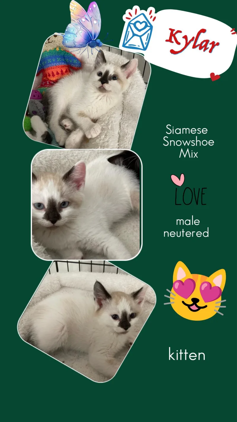 A baby medium-sized male Seal Point Siamese cat named Kylar Ort for adoption in Missouri City, TX