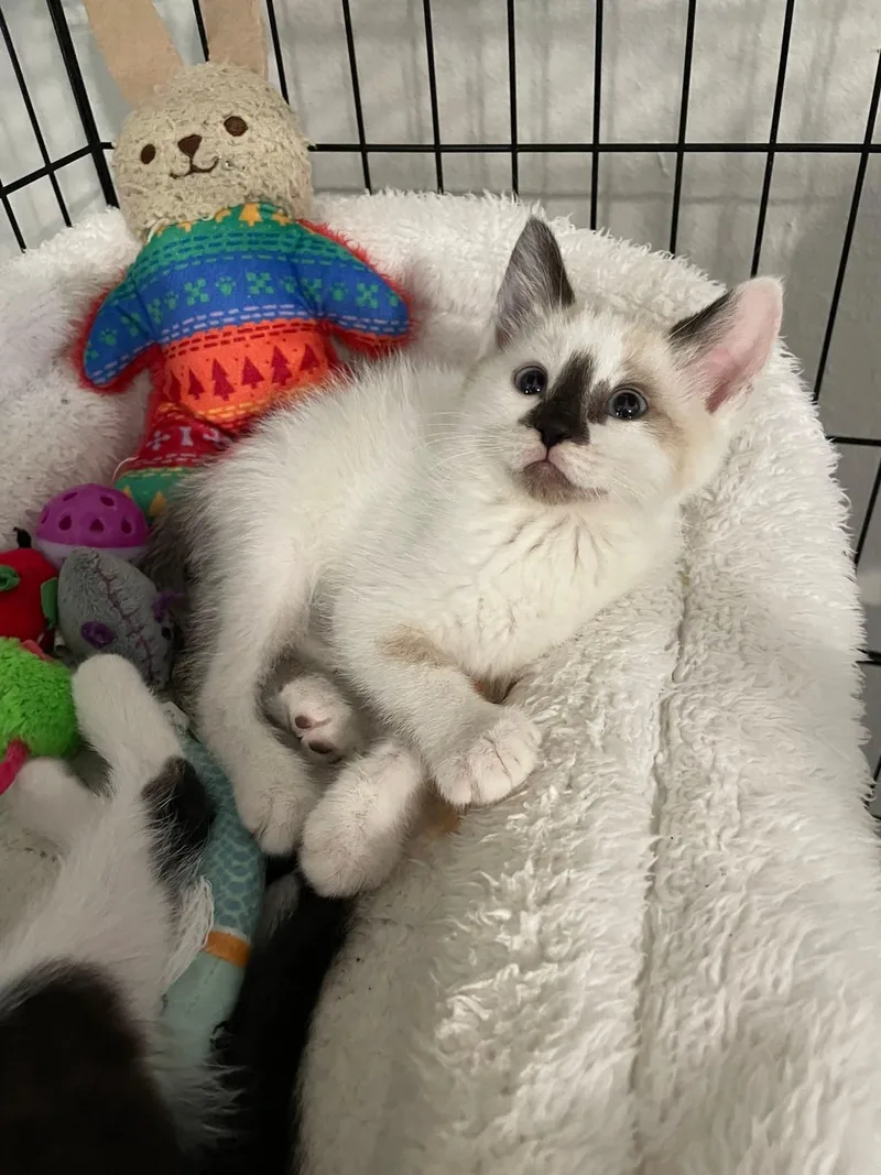 Kylar Ort thumbnail 4