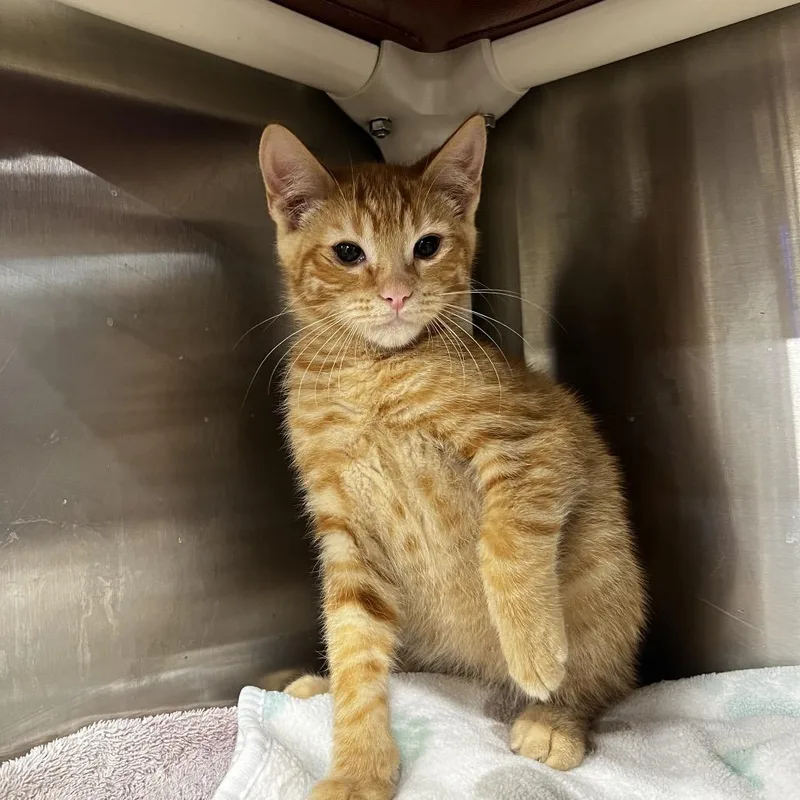 A baby small-sized male Orange / Red Domestic Short Hair cat named Rocket for adoption in Harrisville, WV