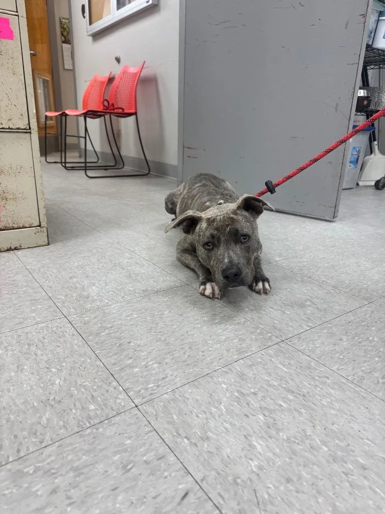 A young medium-sized male Pit Bull Terrier dog named Zeus for adoption in Sorrento, LA
