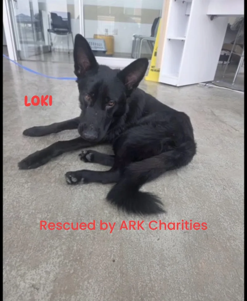 A young large-sized male German Shepherd Dog dog named Loki for adoption in Brookfield, CT