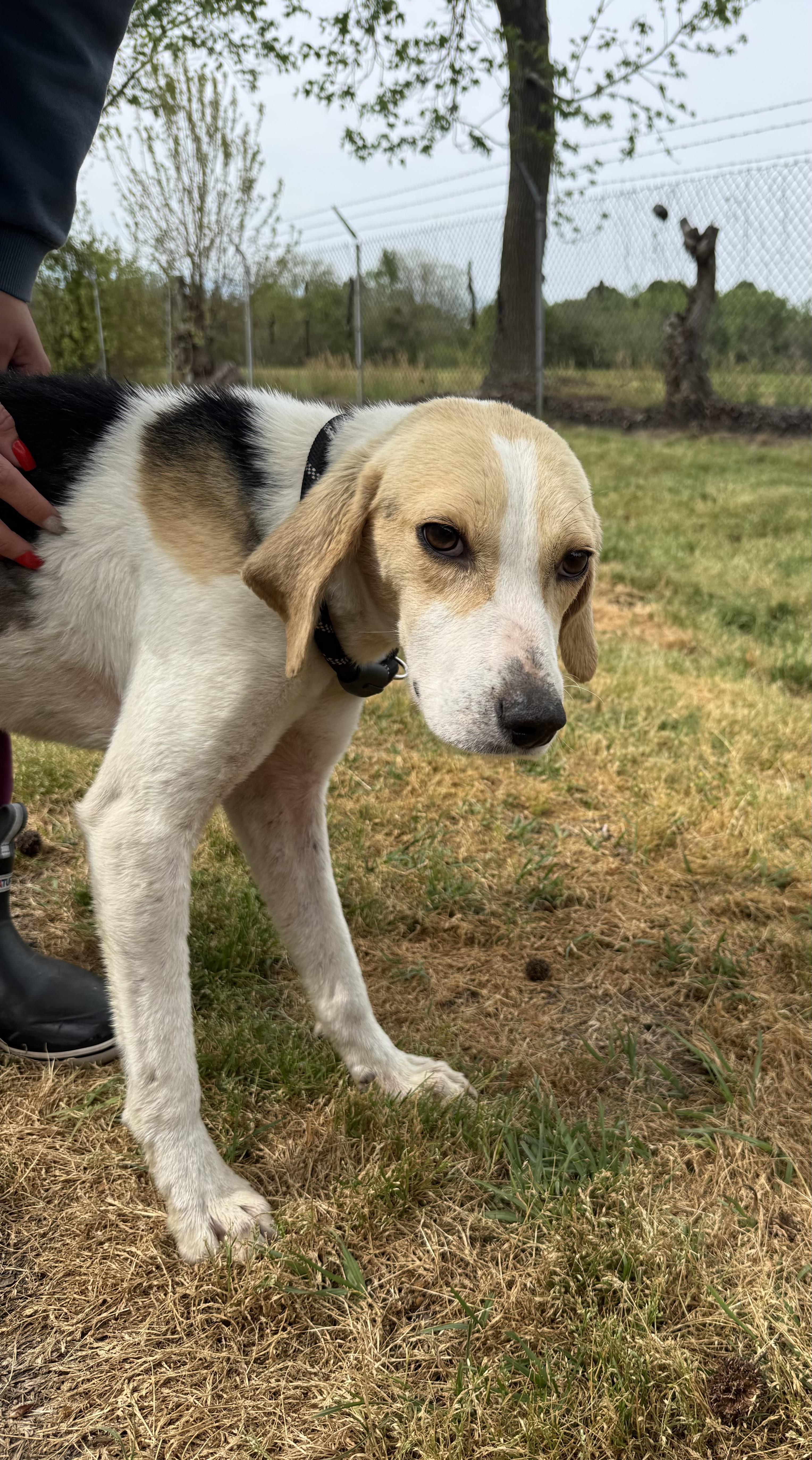 Peepjust A Little Peep thumbnail 2