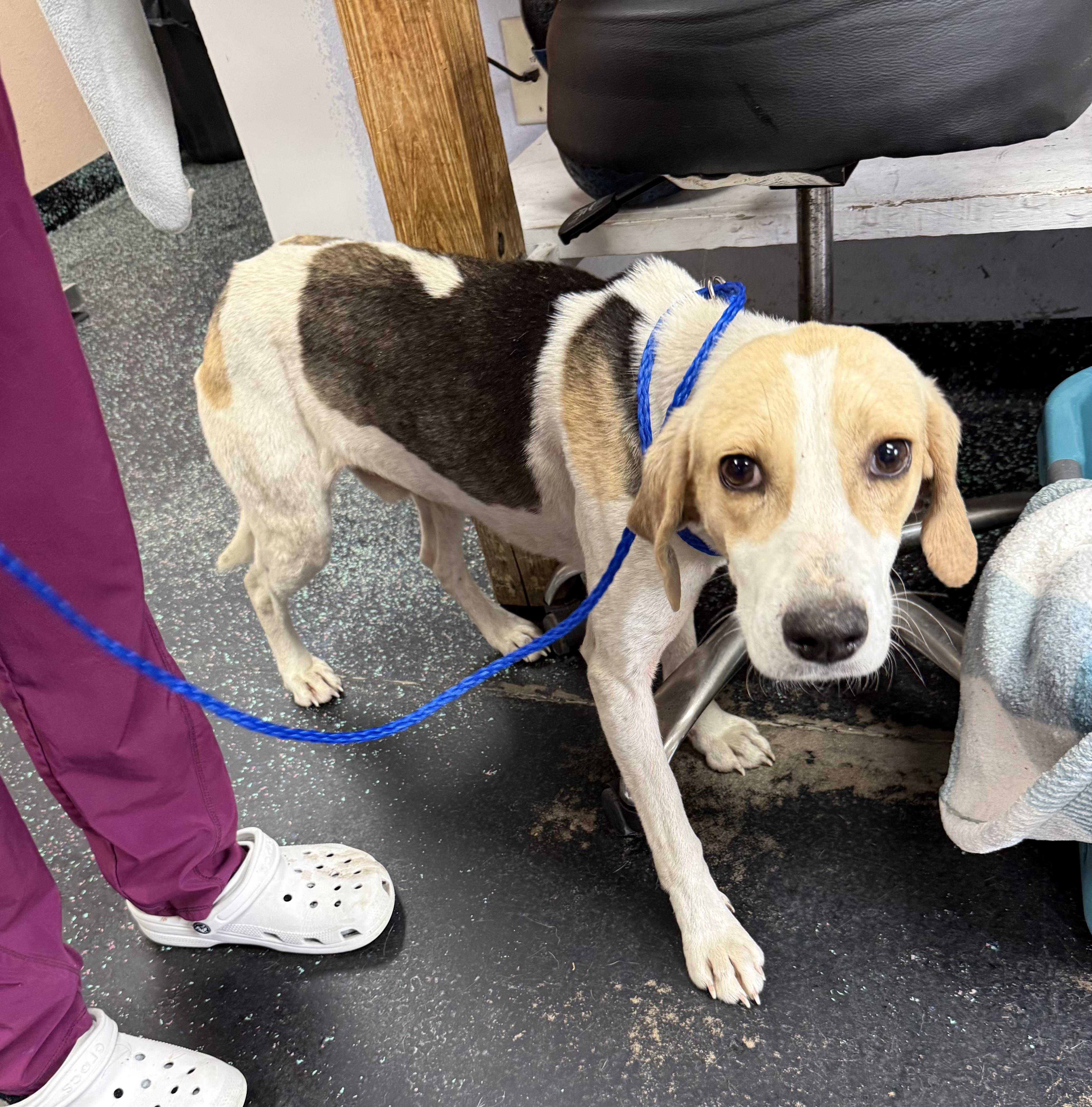 Peepjust A Little Peep thumbnail 3