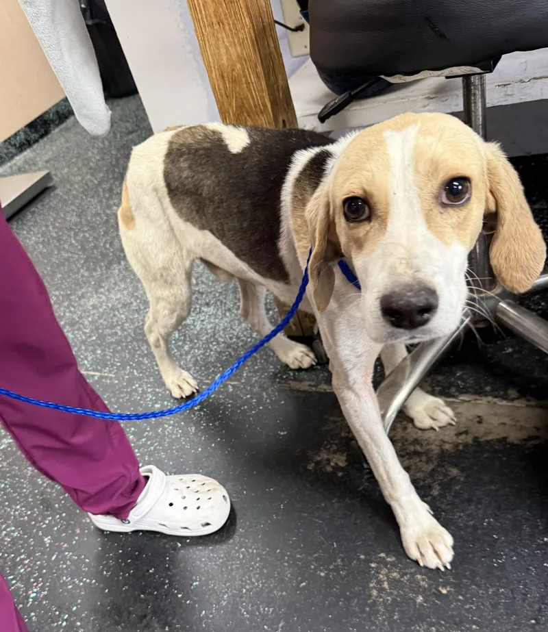 A young medium-sized male Foxhound dog named Peepjust A Little Peep for adoption in Conway, SC