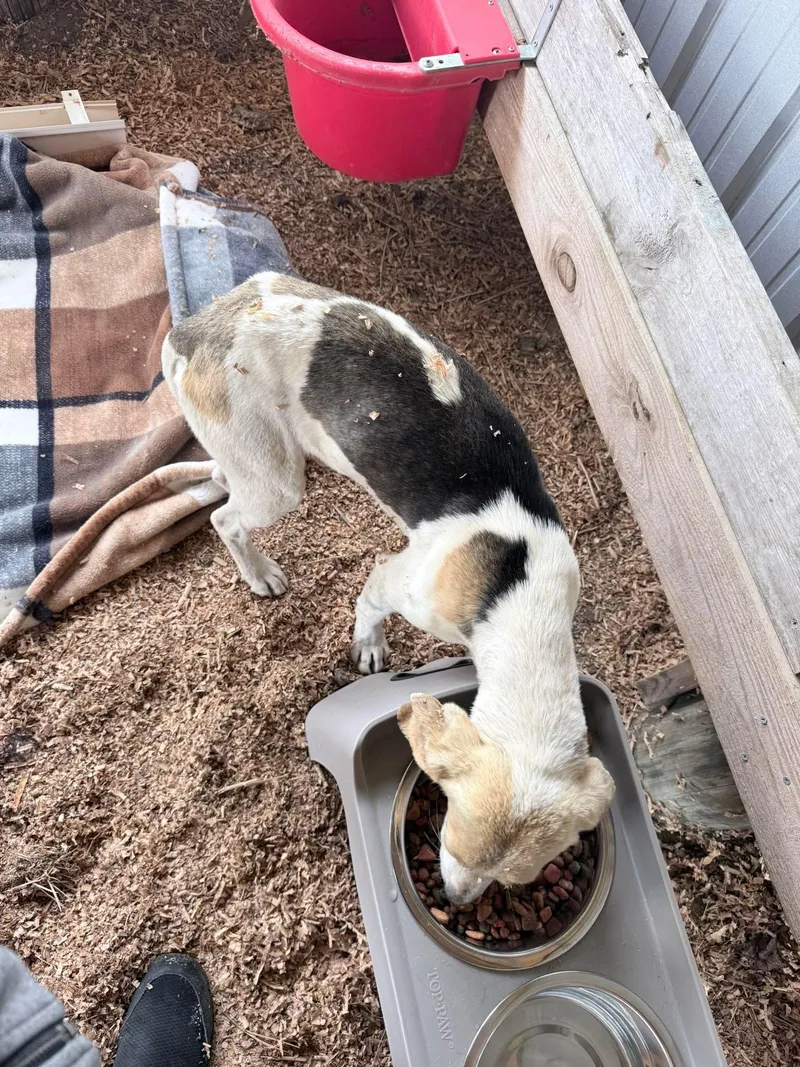 Peepjust A Little Peep thumbnail 4