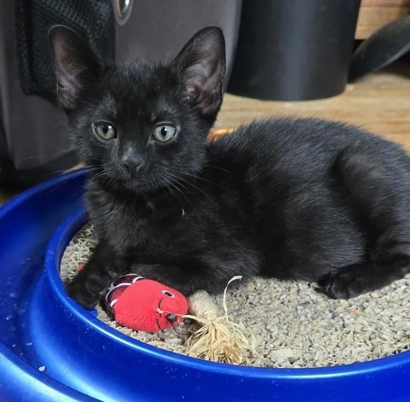 A baby medium-sized female Black Domestic Short Hair cat named Strudel for adoption in Colonia, NJ