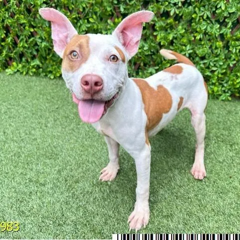 An adult medium-sized male Mixed Breed dog named Country for adoption in West Palm Beach, FL