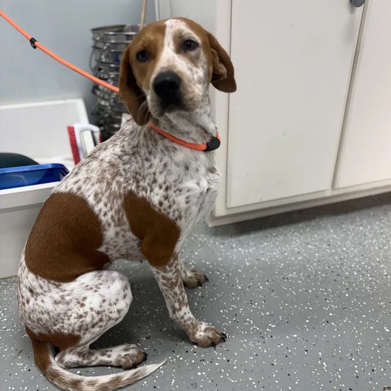 A young medium-sized female English Coonhound dog named Jolene for adoption in Bardstown, KY