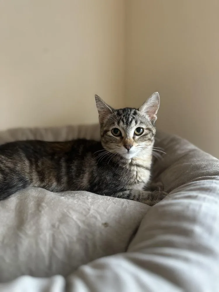 A baby small-sized female Black & White / Tuxedo Domestic Short Hair cat named Nova for adoption in Chicago, IL