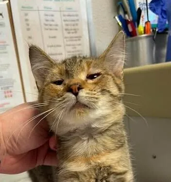 A baby medium-sized female Tortoiseshell Domestic Short Hair cat named Esmee for adoption in Bolivar, MO