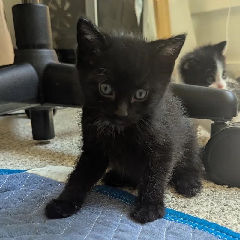 A baby small-sized male Black Domestic Short Hair cat named MeGumi for adoption in Bountiful, UT