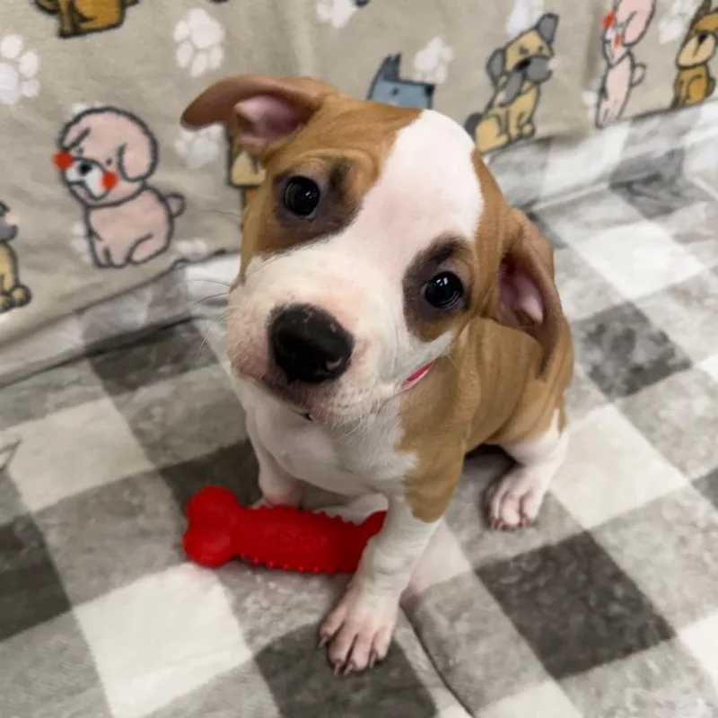 A young small-sized female Yellow / Tan / Blond / Fawn Pit Bull Terrier dog named Winnie for adoption in Thomaston, ME