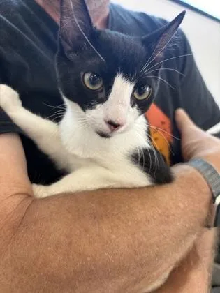 A baby small-sized male Domestic Short Hair cat named Cowcat for adoption in West Chester, PA