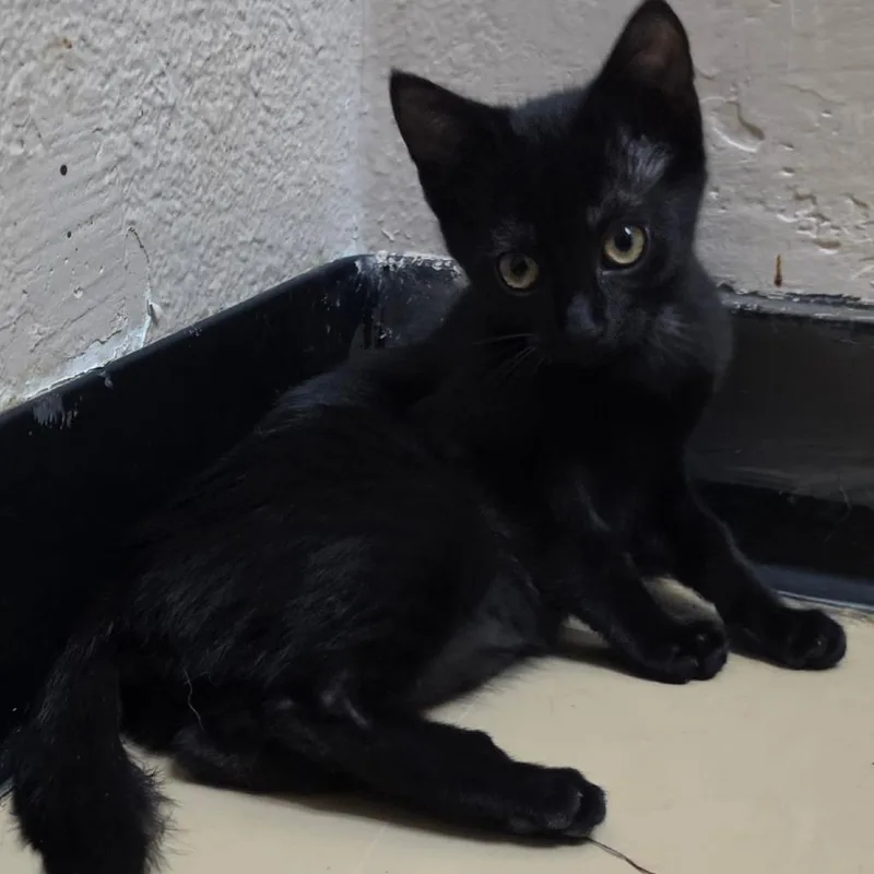 A baby small-sized female Black Domestic Short Hair cat named Jade Chino Hills for adoption in Chino Hills, CA