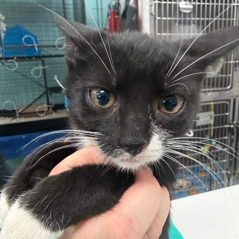 A baby small-sized male Black Domestic Short Hair cat named Crab for adoption in Port Charlotte, FL