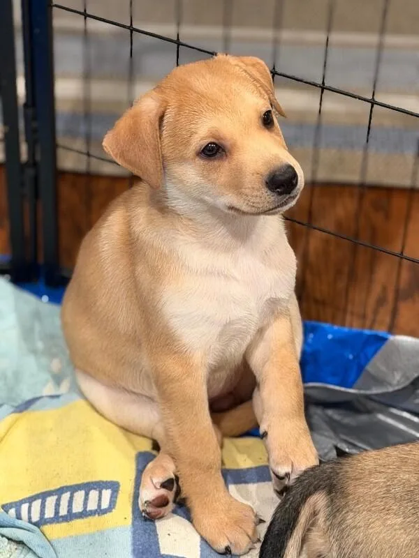 A baby large-sized female Apricot / Beige Shepherd dog named Nugget for adoption in Van Nuys, CA