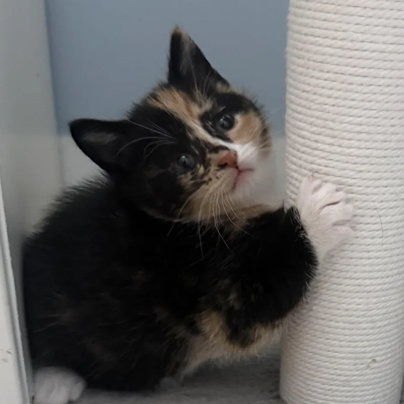 A baby medium-sized female Domestic Short Hair cat named Tsunami for adoption in Medinah, IL