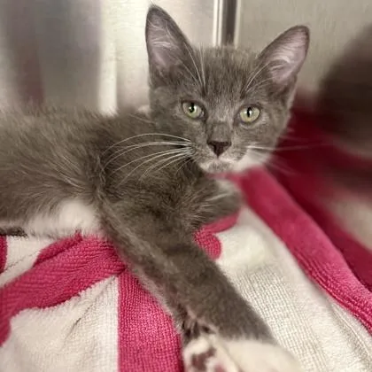 A baby small-sized male Gray / Blue / Silver Domestic Short Hair cat named Ember for adoption in Atlanta, GA