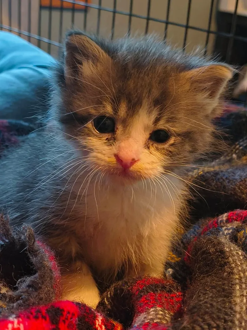 A baby small-sized male Gray & White Domestic Short Hair cat named Little Bit for adoption in Stover, MO
