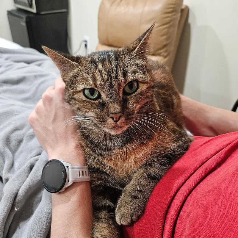 An adult medium-sized female Domestic Short Hair cat named Bella for adoption in Arlington, VA