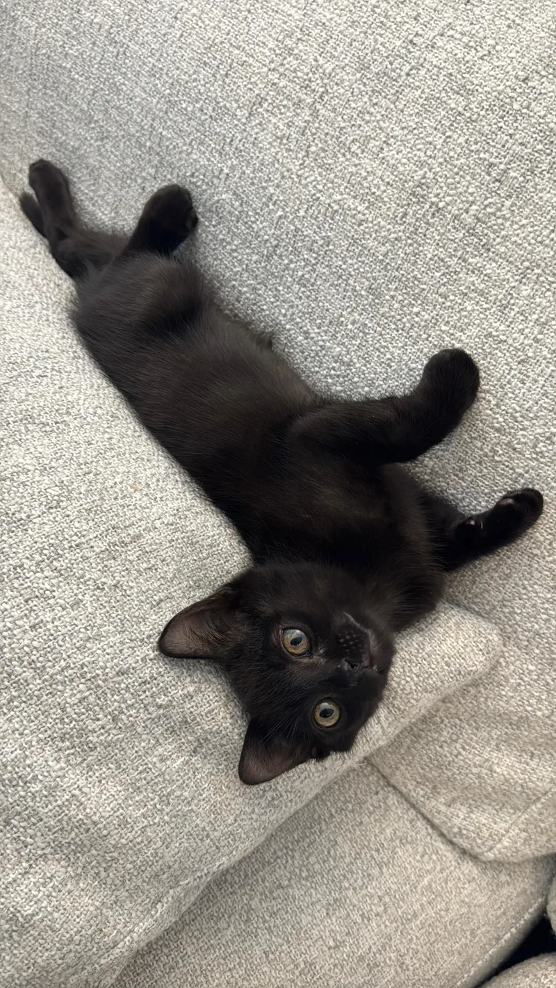 A baby medium-sized male Black Domestic Short Hair cat named Marshmallow for adoption in Fullerton, CA