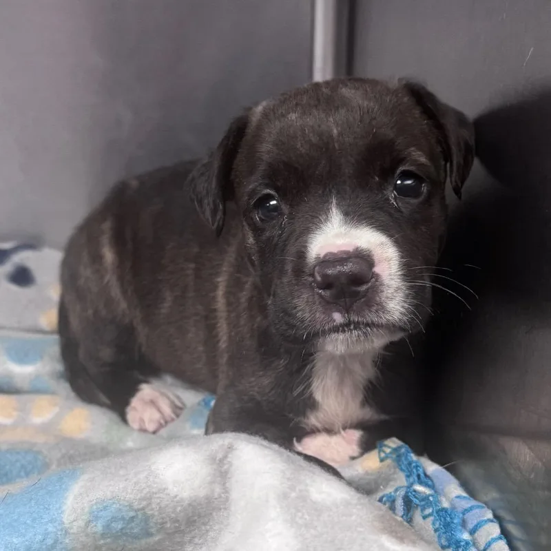 A baby medium-sized female Brindle Pit Bull Terrier dog named Courtney for adoption in Lufkin, TX