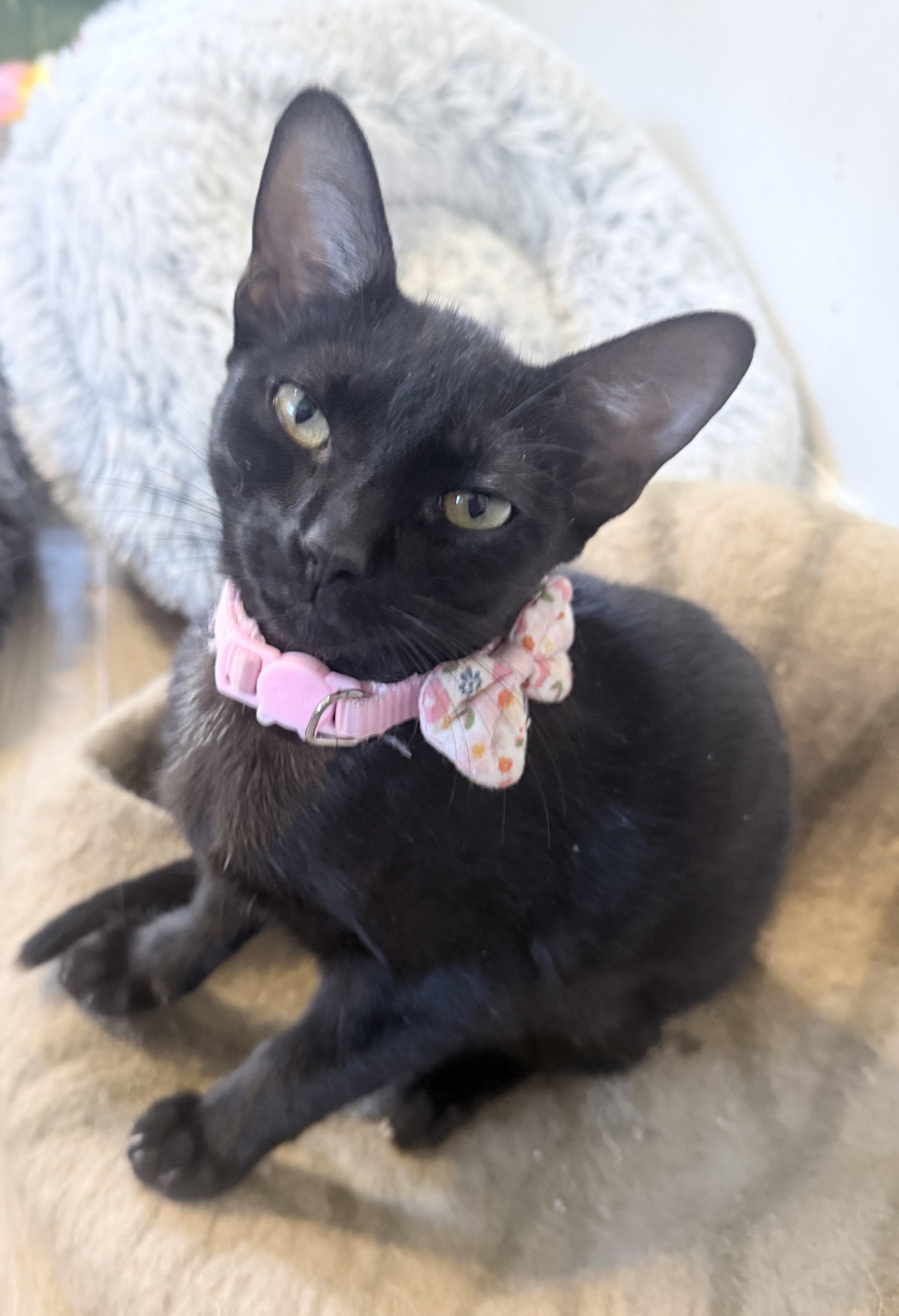 A baby small-sized female Black Domestic Short Hair cat named Lyra for adoption in Metairie, LA
