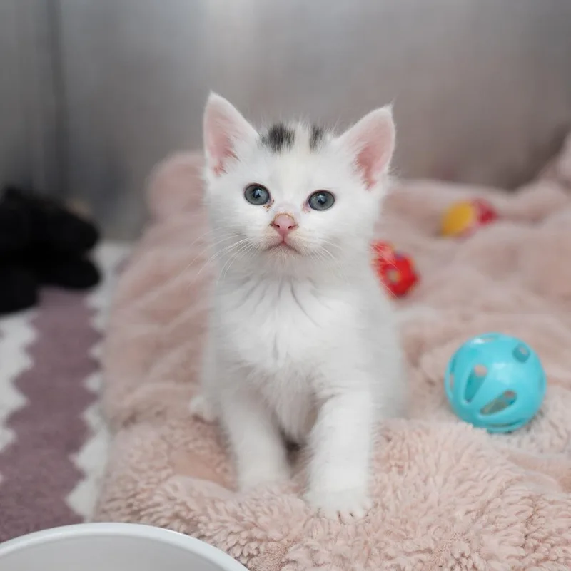 A baby small-sized female Domestic Short Hair cat named Frosted Flakes for adoption in Los Angeles, CA