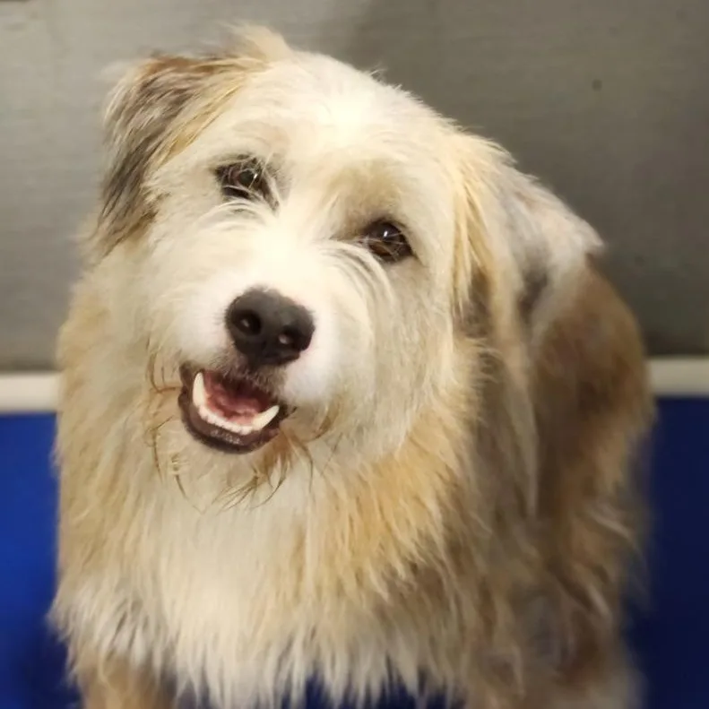 A young medium-sized male Terrier dog named Rolly for adoption in House Springs, MO