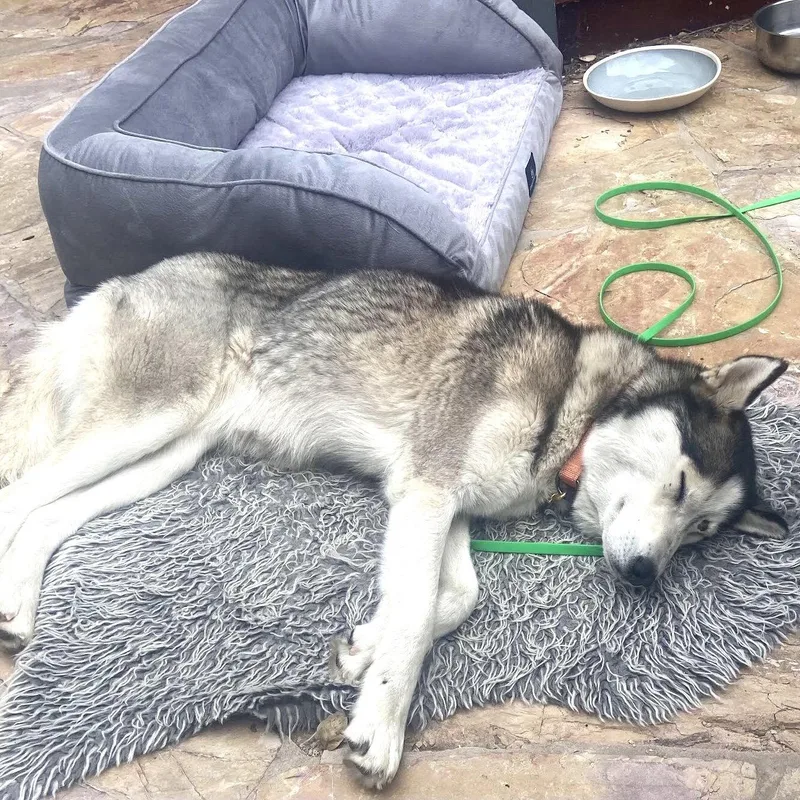 A young large-sized female Husky dog named Nita for adoption in Oakland, CA