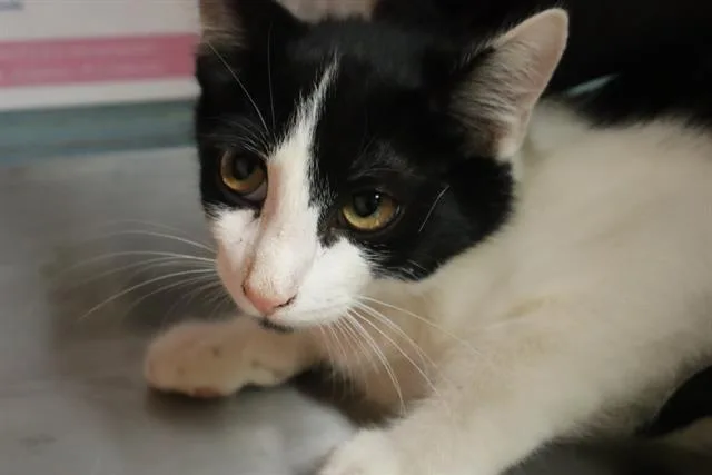 A baby small-sized male Domestic Short Hair cat named Button for adoption in Columbia, SC