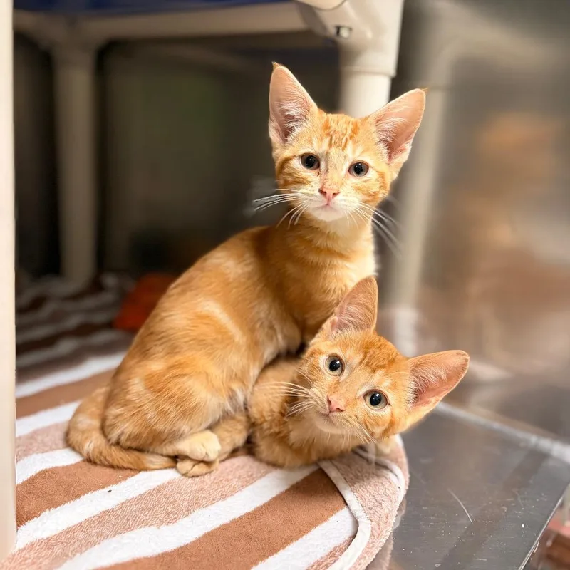 A baby small-sized male Orange / Red Domestic Short Hair cat named Tuna for adoption in Spokane, WA