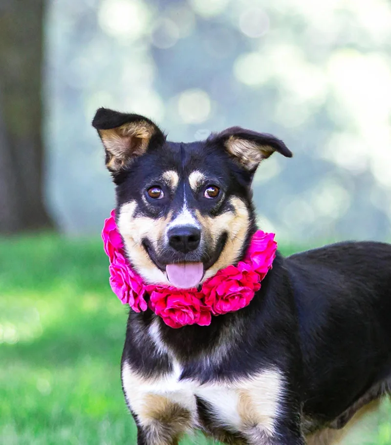 A young large-sized female Australian Cattle Dog / Blue Heeler dog named Sally for adoption in Coatesville, PA
